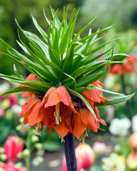 Fritillaria rubra